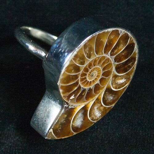 Ring Featuring Cut And Polished Ammonite Fossil #5100
